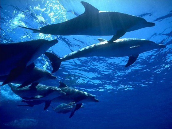 Дельфины настолько умны и социальны, что предпочитают жить семьями