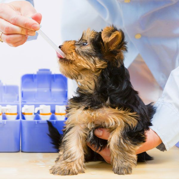 Квалифицированный ветеринар сможет назначить оптимальный вариант лечения для вашего питомца