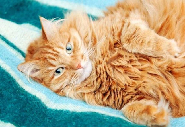 У сибирских кошек рыжий окрас встречается редко, но если вам посчастливилось обрести такого котенка, считайте, что в ваш дом пришло много счастья