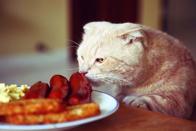 Как и любые кошки, они нуждаются в хорошем питании