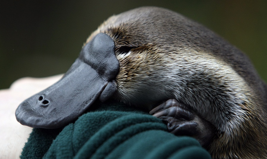 An adult male platypus named Millsom is carried by his keeper at an animal sanctuary in Melbourne