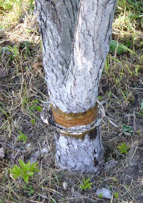 Как защитить дерево от муравьиного нашествия