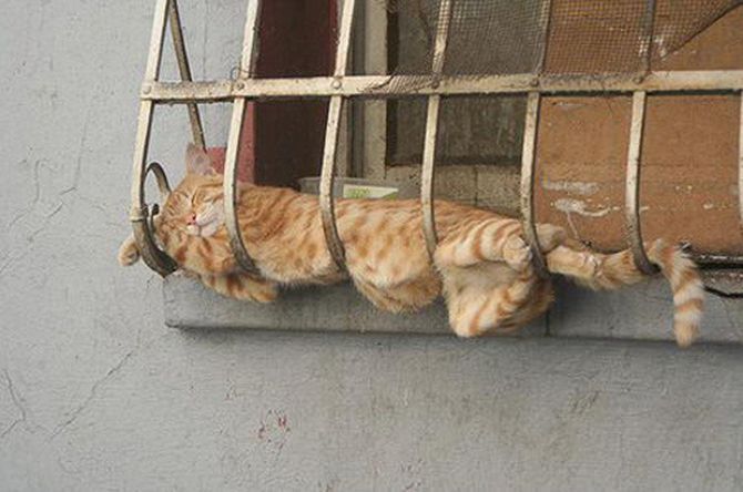25 самых странных поз, в которых спят коты коты, сон, поза