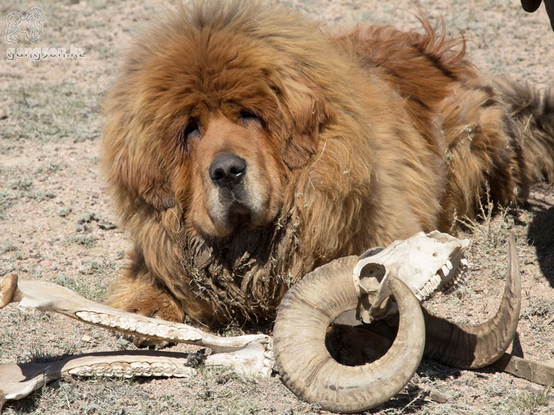 Тибетский Мастиф Тибетский Мастиф, собака