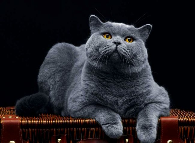Британский кошки - это короткошерстные гиганты. К тому же, эти они склонны к набору лишнего веса