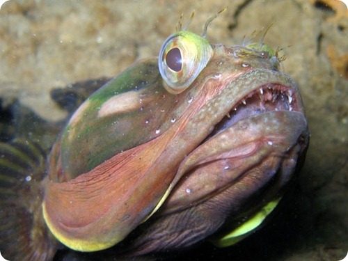 Щучья морская собачка Neoclinus blanchardi