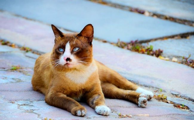Палитра окраса тайцев очень велика, так что тайская кошка может быть совершенно любого цвета. Неизменными остаются голубые глаза