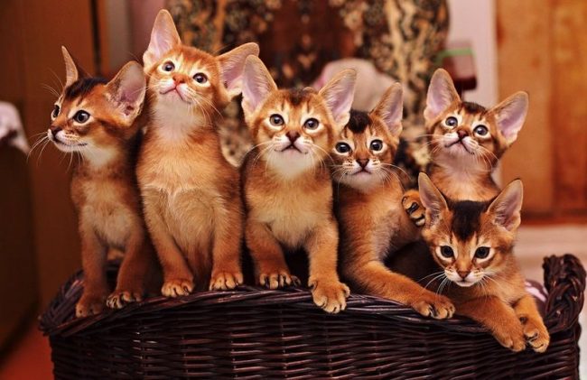 Великолепные абиссинские котята