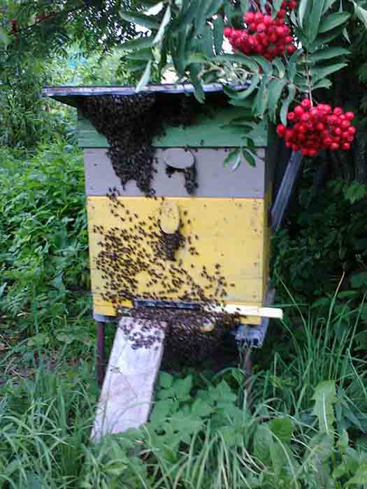Пчелинная семья облепила улей