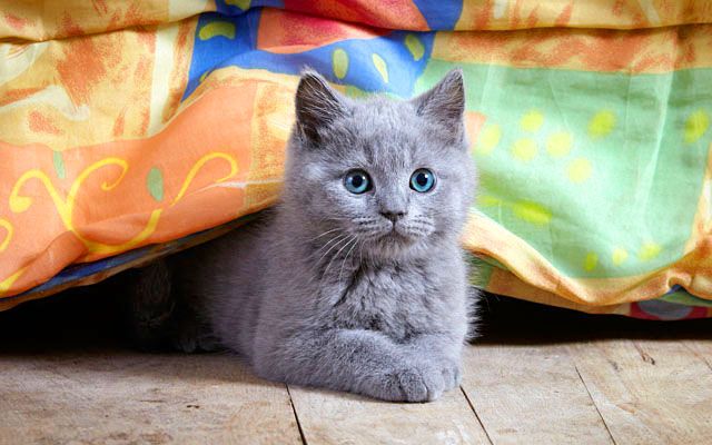 Британский котенок любитель прятаться в укромные места 