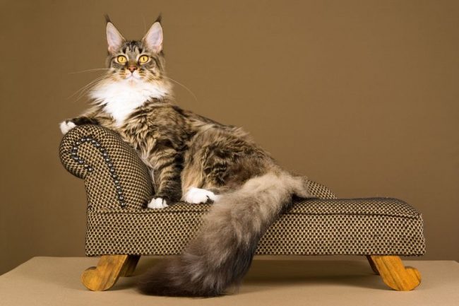Классический канапе для аристократических пород кошек