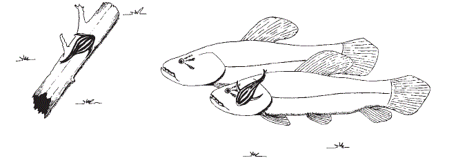 Подростки P. armatulus замечены в «очистке» крупных хищных рыб.