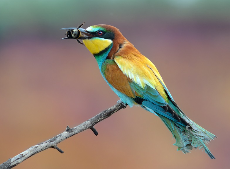 European Bee-eater with prey