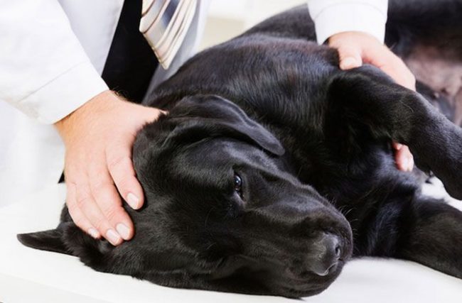 Ветеринары прописывают собакам антибиотики, прием которых ведется либо три, либо – в тяжелых случаях – шесть недель