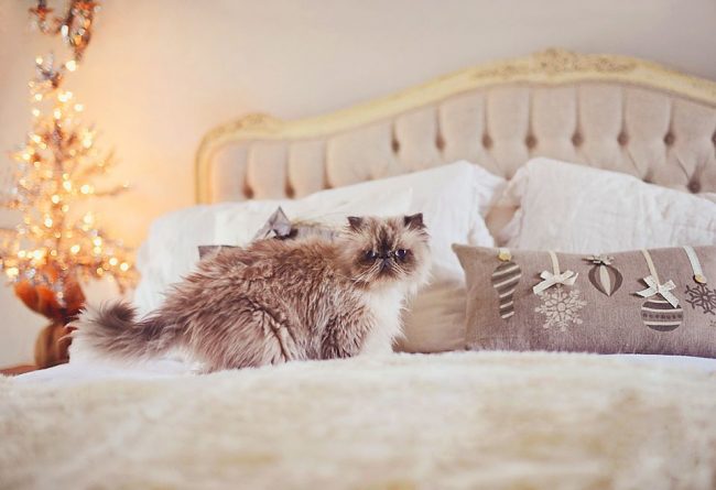 Гималайская кошка умеет подбирать постельное белье, которое будет гармонично смотреться с её красивой шерстью