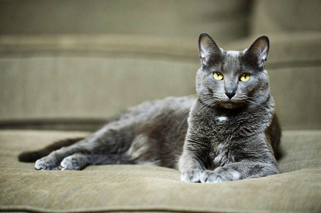 Корат - благородное название породы кошки, которая приносит в дом счастье, богатство и успех!
