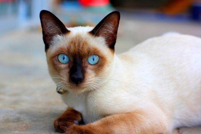 Тайская кошка - настоящая красавица с удивительным окрасом и выразительными голубыми глазами. За привлекательной внешностью скрывается чуткое и любознательное животное, горячо любящее своего хозяина