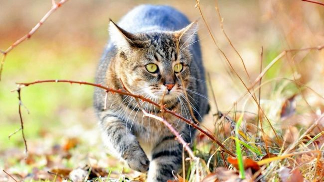 Немалое влияние на формирование характера и внешнего вида сибирской кошки дало взаимодействие с лесным котом, который там обитал в сибирских лесах