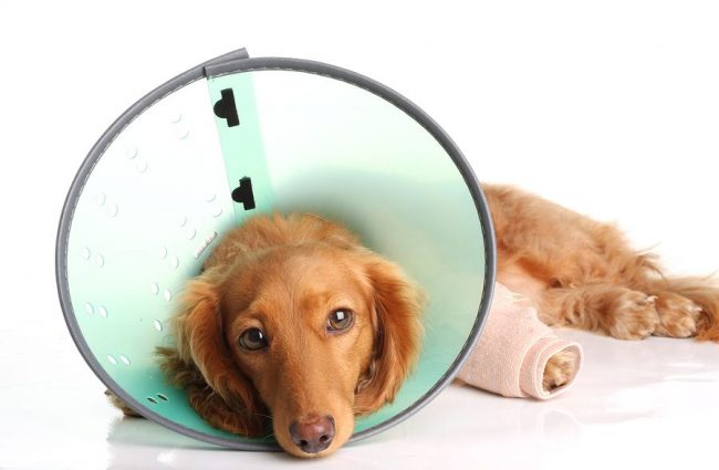 Если развился стафилококк у собак, лечение предусматривает, прежде всего, снятие кожного зуда, поскольку царапины на коже ведут к повторным заражениям и препятствуют процессу выздоровления