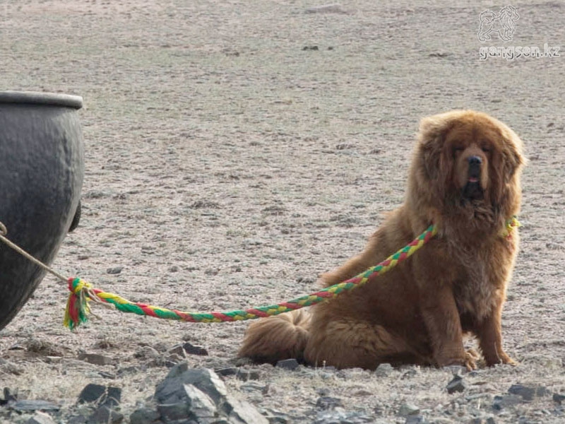 Тибетский Мастиф Тибетский Мастиф, собака
