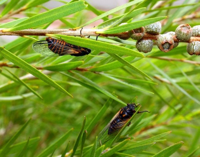 Цикада. С наступлением осени самки при помощи своих яйцекладов протыкают листья, стебли и другие мягкие ткани растений. В образованное отверстие они откладывают яйца, из которых через месяц появляются личинки