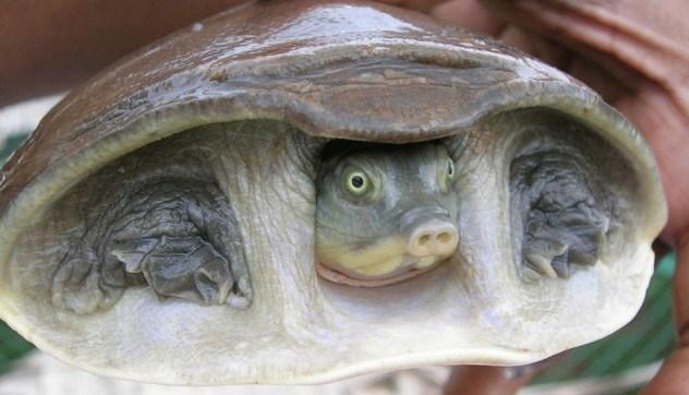 11 причудливых пород черепах