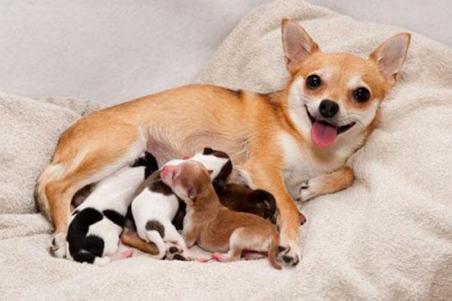 Сколько длится беременность у собак