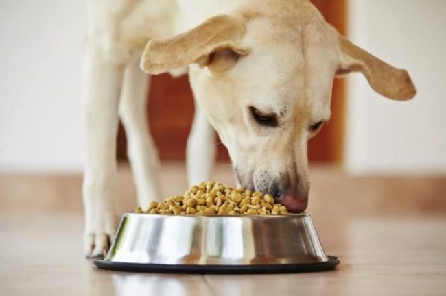 Чтобы избежать поноса у собаки, прежде всего, необходимо следить за свежестью еды, которую употребляет пес