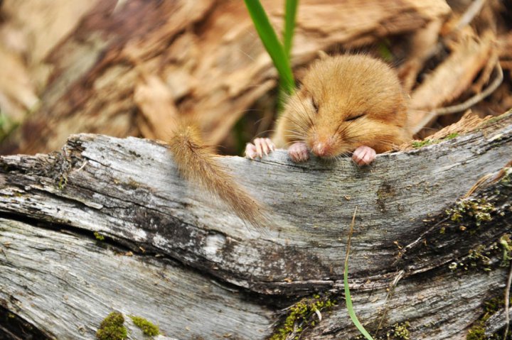 фотографии крошечных и забавных диких мышек (14)