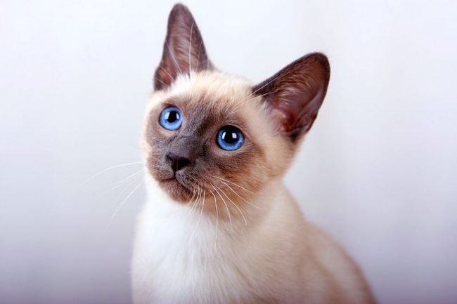 Здоровые котята тайской кошки очень подвижны, у них ровный хвост без заломов и утолщений, чистые ушки и чистые глаза. Маленькие тайцы не проявляют агрессии, не пугливы и любознательны не менее взрослых особей