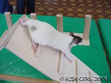 Бесхвостая крыса