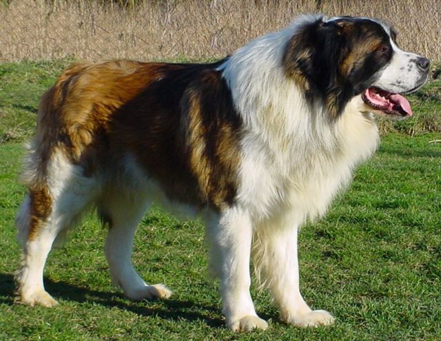 7 знаменитых пород собак, выведенных в России россия, собаки