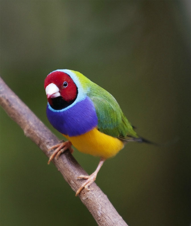 Гульдова амадина-одна из самых ярких и красивых птиц