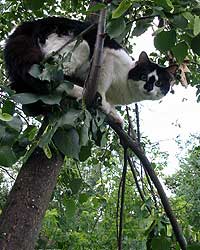 Если кошка сидит на дереве больше 3-4 дней, она дуреет от истощения, громко мяукает и уже даже не может спрыгнуть © АльпМастер т.518-40-84