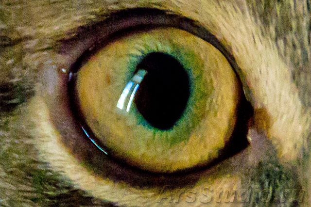 Зрение кошек