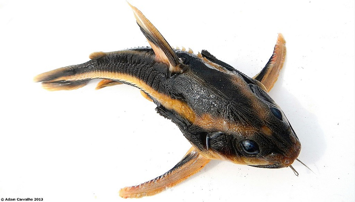 Платидорас полосатый (Platydoras armatulus) внешний вид 1.
