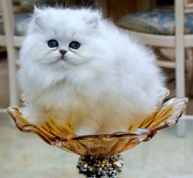 Великолепная персидская шиншилла кошка – это яркий и центральный представитель породы. Для нее характерен игривый нрав и любознательность. Она отлично подойдет хозяевам с таким же непоседливым поведением