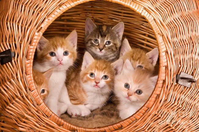 Задача хозяина - организовать удобное родильное место для кошки