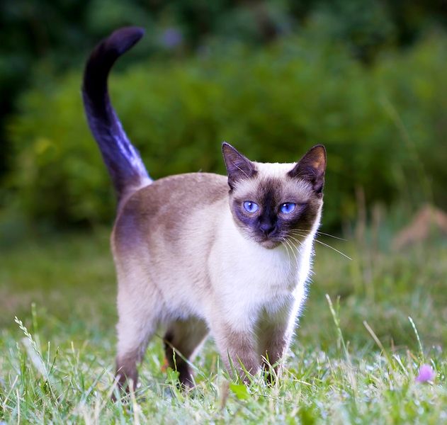 Тайская кошка была выведена от сиамской породы. Однако они имеют явные различия: тайцы, по сравнению с сиамами, более округлы, компактны, имеют небольшие ушки