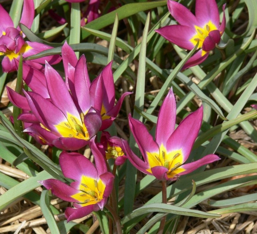 Tulipa-humilis-violacea