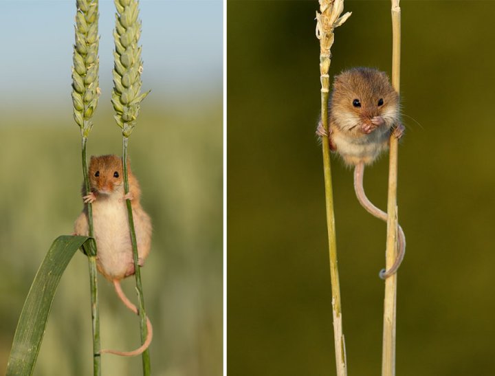 фотографии крошечных и забавных диких мышек (6)