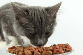 Зачем кошкам размачивать сухой корм