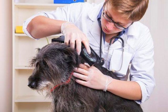 Для перестраховки от осложнений после укуса лучше показать животное ветеринару 
