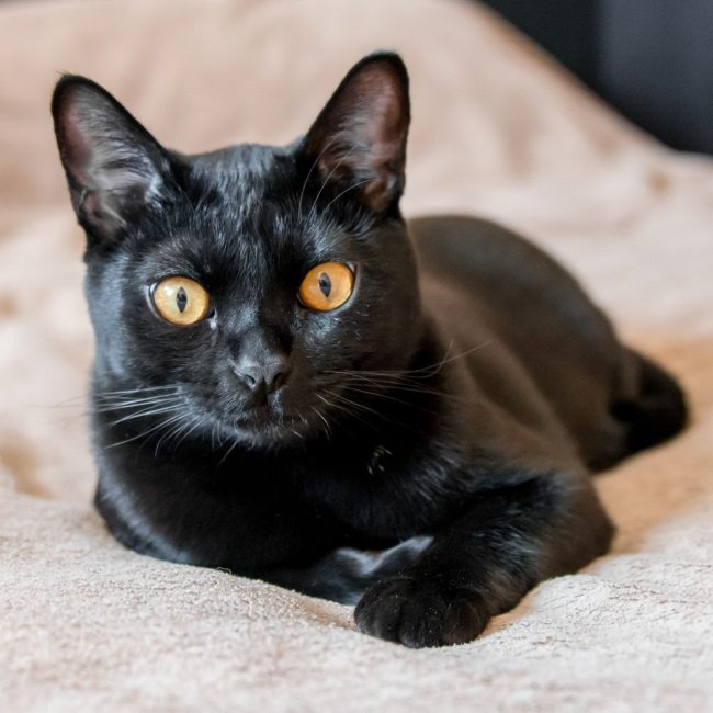 Настоящая бомбейская кошка должна быть полностью черной. Любые цветные пятна свидетельствуют о браке породы
