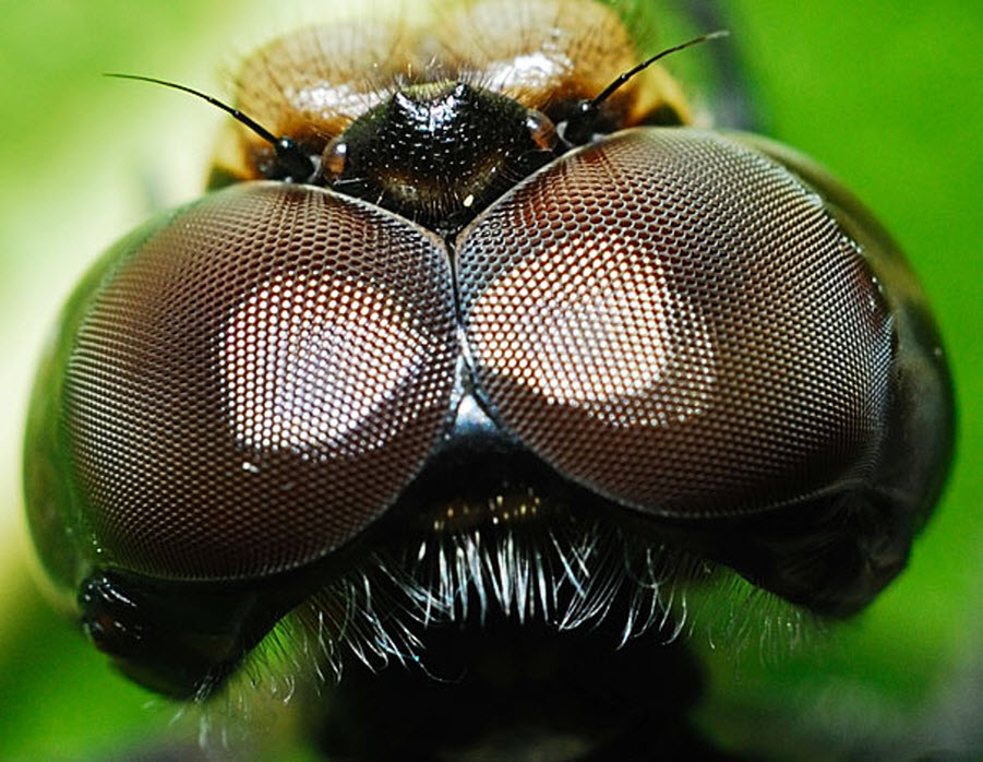 Особенности зрения насекомых