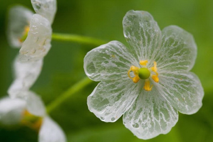 Двулистник Грея — цветок, который боится воды
