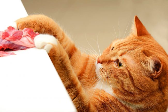 Если британский кот увидит мясо на столе, он обязательно проверит насколько оно свежее