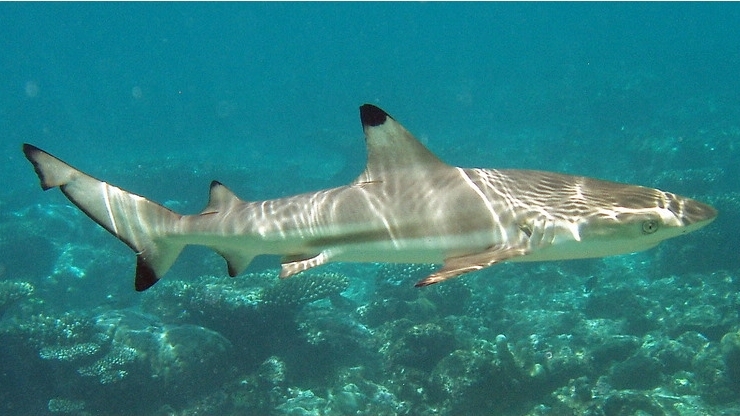 Мальгашская акула