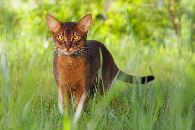 Абиссинские кошки - одна из древнейших пород на земле, они изумительно красивы, грациозны и изящны! 