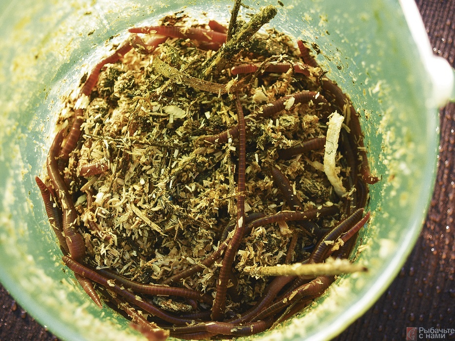 Не желая помещать содержимое компостной кучи в емкость с червями, можно хранить червей несколько дней во влажных, не обработанных химикатами опилках. Черви в них очищаются.